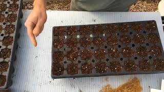 American Sycamore Seeding [upl. by Byler]