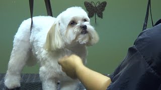 How to Groom a Shih Tzu Puppy Cut  DoItYourself Dog Grooming [upl. by Hnahym]