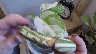 Timelapse Variegated Monstera Easy Propagation with Stem Node CuttingWet Stick [upl. by Alidus]