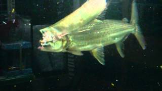 Goliath tiger fish eat silver arowana [upl. by Ahtenek]