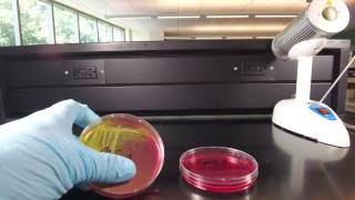 Mannitol salts agar [upl. by Inavoj]