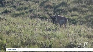 A Wilder View The speed of pronghorn antelope [upl. by Weinreb]