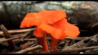 Collecting Wild Edible Mushrooms HD [upl. by Adnovay]