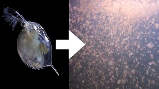 How I Culture Daphnia [upl. by Ykcaj427]