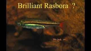 red tail rasbora Rasbora borapetensis species profile [upl. by Lettig]