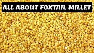 All About Foxtail Millet  Health Benefits of Foxtail Millet l Positive Millets  Siridhanya Millets [upl. by Los]