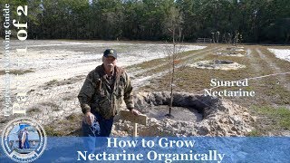 How to Grow Nectarine Organically Sunred Part1 of 2 [upl. by Deragon]