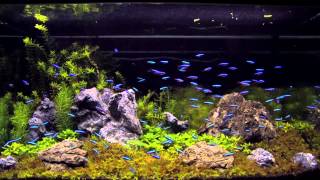 100 cardinal tetra in an aquascaping tank [upl. by Joelle]