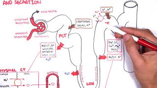 Nephrology  Physiology Reabsorption and Secretion [upl. by Netnerb]