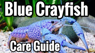 Electric Blue Crayfish Care  Aquarium Guide [upl. by Hoopen]