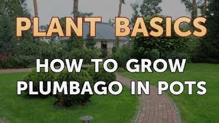 How to Grow Plumbago in Pots [upl. by Guglielmo720]