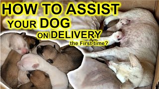 How to assist your Dog during Whelping  the delivery process [upl. by Nahtaneoj]