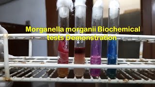 Morganella morganii Biochemical tests Demonstration [upl. by Ylloj]