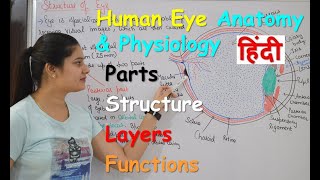 Human Eye Anatomy amp Physiology in Hindi  Structure  Parts  Functions  Rods amp Cones [upl. by Venola]