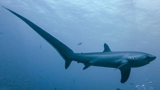 THRESHER SHARKS KILL PREY WITH TAIL [upl. by Nuris]