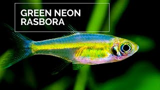 Green neon rasbora  Microdevario kubotai [upl. by Sussman]