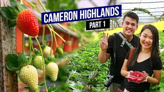 Things to do in CAMERON HIGHLANDS Malaysia Part 1  3 Days 2 Nights Travel Guide [upl. by Anisah117]