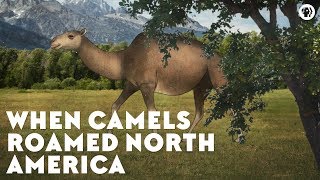 When Camels Roamed North America [upl. by Davenport340]