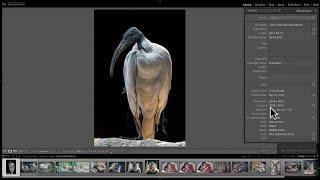 Mastering Lightroom Classic CC  5 Metadata [upl. by Ellie563]