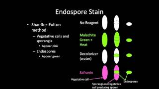 Endospore Stain [upl. by Brewer]