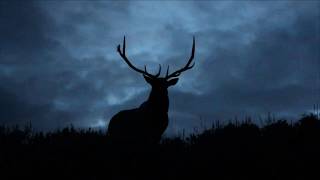 Bull Elk Bugling at Night in Yellowstone [upl. by Aikas917]