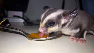 Petauro dello Zucchero mangia frutta  Sugar glider eat fruit Rallenty  Slow Motion [upl. by Llibyc]