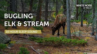 Bugling Elk and Stream Sleep Sound  10 Hours  Black Screen [upl. by Marou]