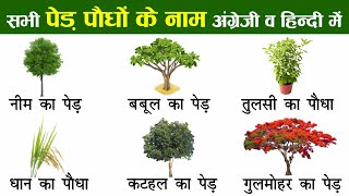 Plants and Trees Names In English And Hindi With Pictures  पौधों और पेड़ों का नाम [upl. by Aisa858]