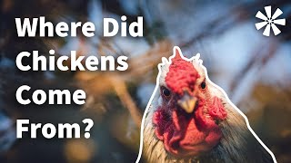 WHERE Did Chickens Come From 🤔 [upl. by Caras]