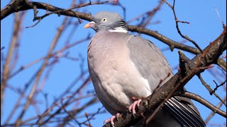 Common Wood Pigeon Calling 4K [upl. by Box]