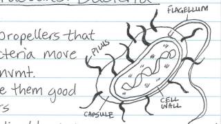 Cornell Notes Method of Taking Notes [upl. by Faydra24]