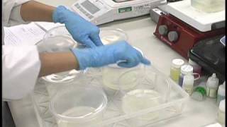 Plant Tissue Culture Media Preparation [upl. by Namielus]