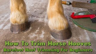 How To Trim Horse Hooves Barefoot Hoof Trimming For Beginners [upl. by Zephan414]