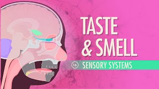 Taste amp Smell Crash Course Anatomy amp Physiology 16 [upl. by Kandy]