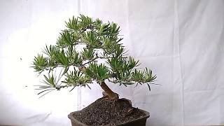 Bonsai Podocarpus Macrophyllus 30706 [upl. by Brad612]