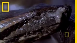 Anaconda Birth  National Geographic [upl. by Alleber]