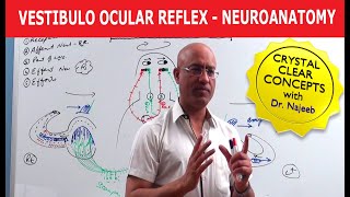 Vestibulo Ocular Reflex  Neuroanatomy [upl. by Aremahs]