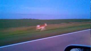 Antelope Running Down Highway [upl. by Hsetirp]