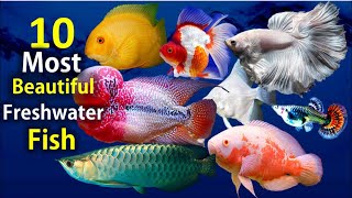 10 Most Beautiful Freshwater Fish for Aquarium [upl. by Durkin]