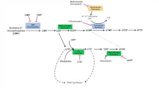 Pyrimidine Synthesis and Salvage Pathway [upl. by Sevy]