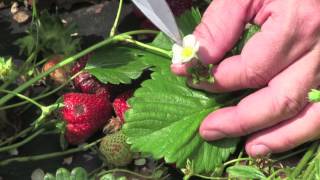 Strawberry Diagnostics Anthracnose fruit rot Colletotrichum acutatum [upl. by Casimire]