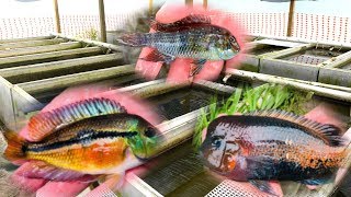 PRIVATE Rare Cichlid Fish Farm Tour [upl. by Yerffoeg824]