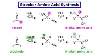 Strecker Amino Acid Synthesis [upl. by Leontyne]