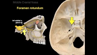 The Skull [upl. by Shannan]