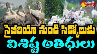 Telineelapuram Bird Sanctuary  Srikakulam  Sakshi TV [upl. by Cirri]