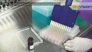 Cell Proliferation Assay Kit Video  Biovision Inc [upl. by Ettelloc458]