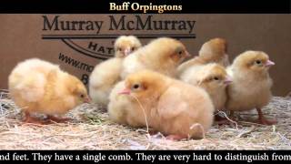 Buff Orpington Chicks [upl. by Damalus]