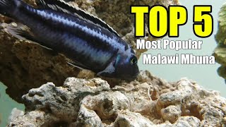 African Cichlids Top 5 Most Popular Malawi Mbuna [upl. by Pillihp]