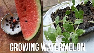 How To Grow Watermelon From Seed At Home [upl. by Oibaf]