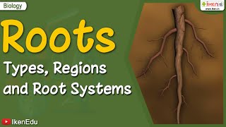 Roots Types Regions Root Systems  Biology  iKen  iKenEdu  iKenApp [upl. by Katzman594]